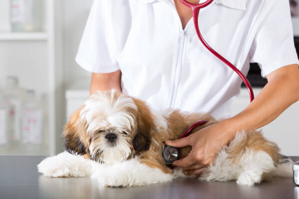 Vet with his dog Shih Tzu