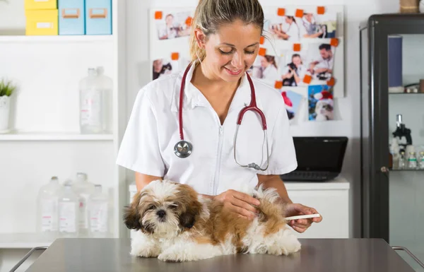 Veteriner köpeği Shih Tzu