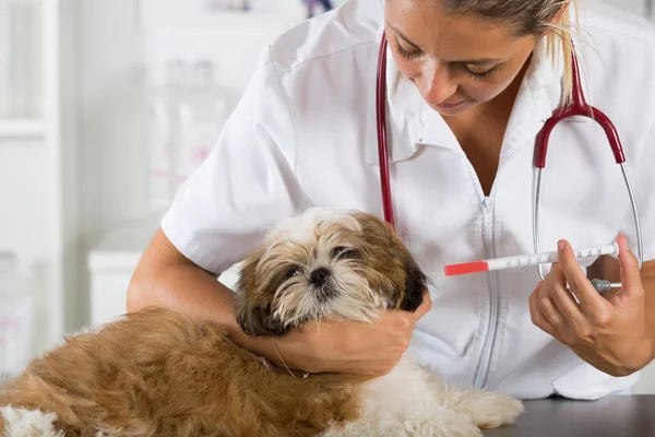 Tierarzt mit seinem Hund shih tzu — Stockfoto