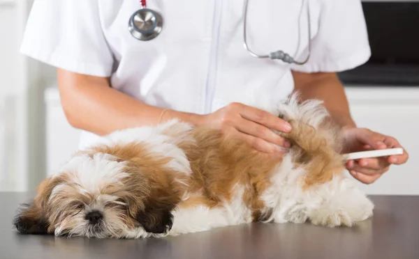 Ветеринар со своей собакой Ши Цзы — стоковое фото