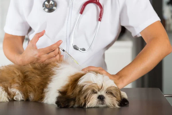 Vet com seu cão Shih Tzu — Fotografia de Stock