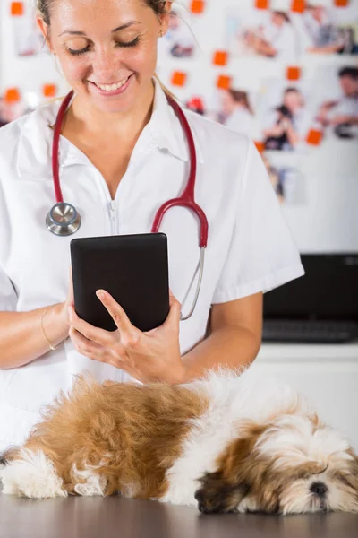 Veteriner Kliniği Shih Tzu ile