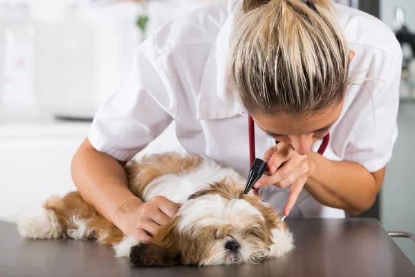 Veterinář se svým psem Shih Tzu — Stock fotografie