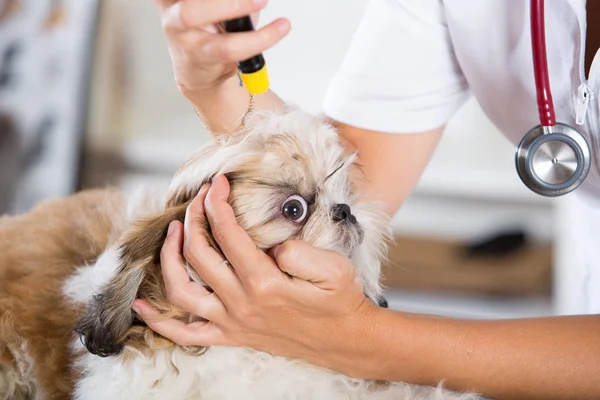 Veterinär med sin hund Shih Tzu — Stockfoto