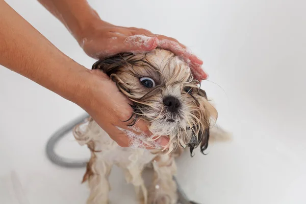 Bad av en hund Shih Tzu — Stockfoto