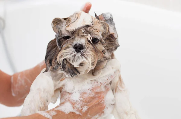 Baño de un perro Shih Tzu —  Fotos de Stock