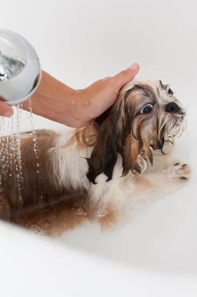 Baño de un perro Shih Tzu —  Fotos de Stock