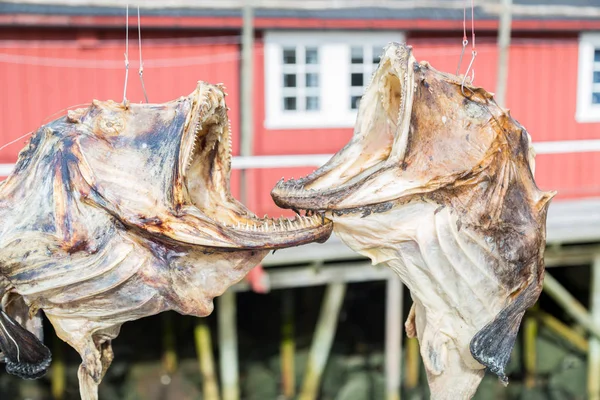 Suszarka do dorsza w Norwegii — Zdjęcie stockowe