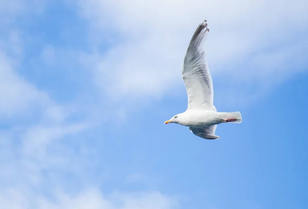 Mouette volant sur un fjord — Photo