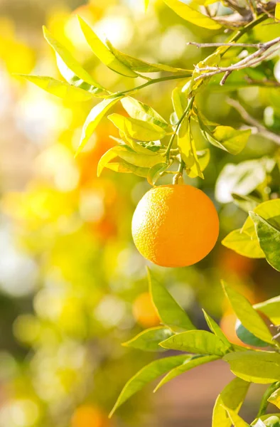 Valencia orange trees — Stock Photo, Image