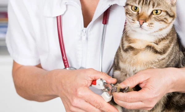 En katt hos frisøren. – stockfoto