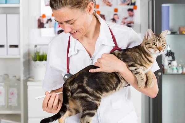 Clinique vétérinaire avec un chaton — Photo