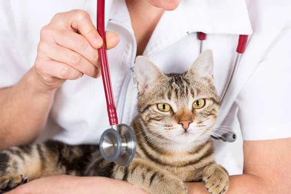 Veterinární klinika s kotětem — Stock fotografie