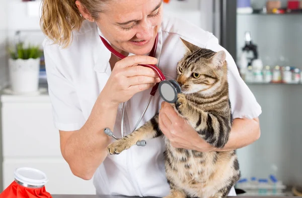 Veterinary clinic with a kitten — Stock Photo, Image