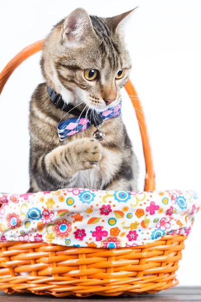 Malá kočka s bow tie — Stock fotografie