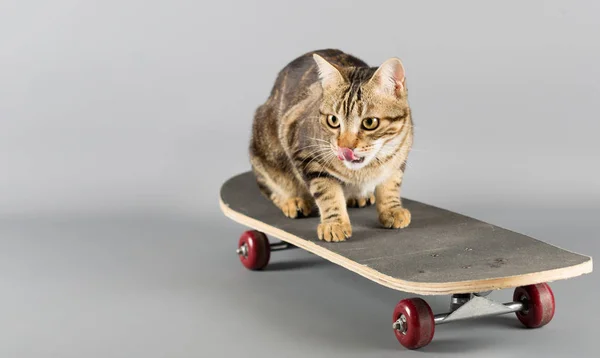 Kat op een skateboard — Stockfoto