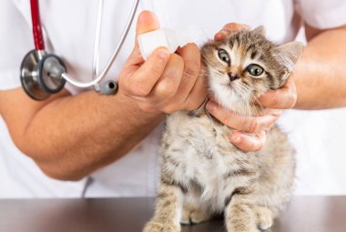 Bir yavru kedi ile veteriner Kliniği