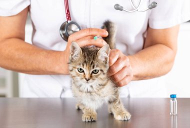 Bir yavru kedi ile veteriner Kliniği