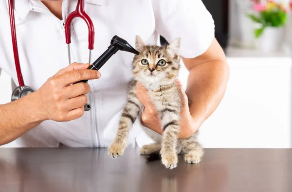 Clínica veterinaria con un gatito — Foto de Stock