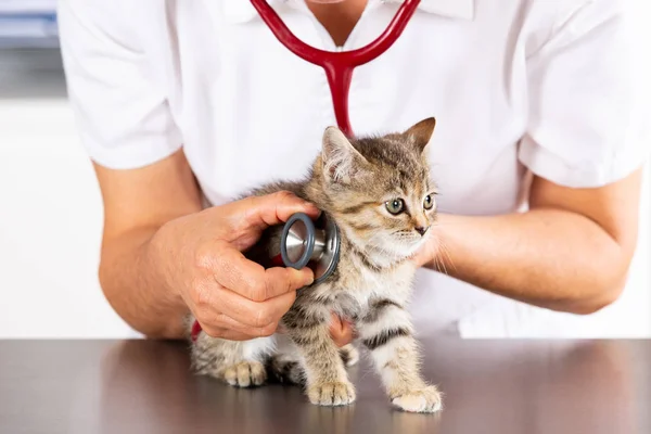 Veterinární klinika s kotětem — Stock fotografie