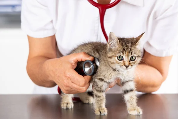 Κτηνιατρική κλινική με ένα γατάκι — Φωτογραφία Αρχείου