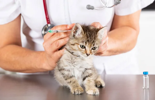 Veterinární klinika s kotětem — Stock fotografie