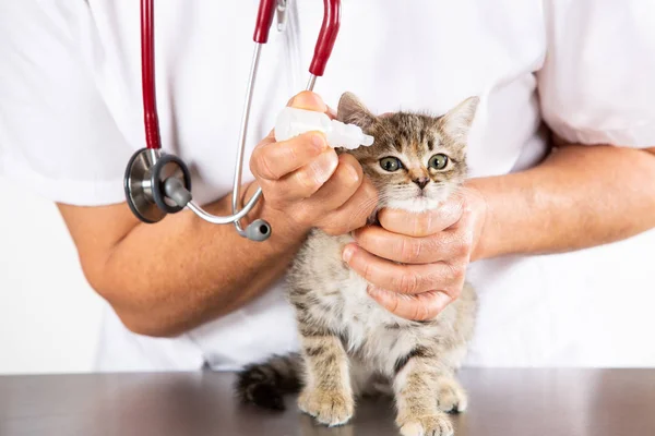 Clínica veterinaria con un gatito Fotos de stock libres de derechos