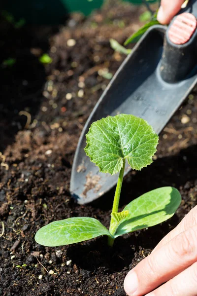 Agricultor Plantando Una Planta Calabacín Jardín Orgánico Imágenes de stock libres de derechos
