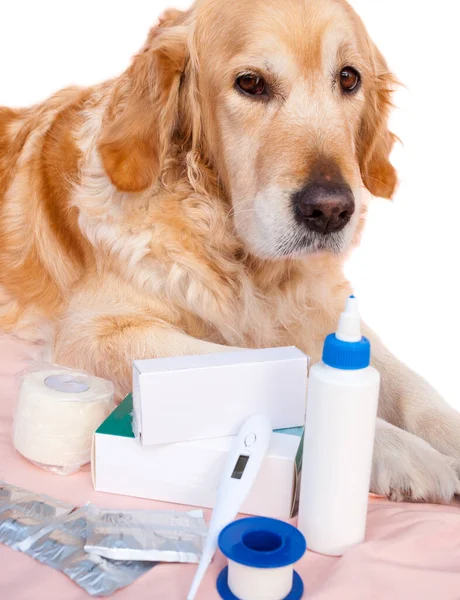 Golden Retriever Con Suoi Farmaci Uno Studio Veterinario — Foto Stock