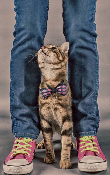 Small cat between the legs of its owner
