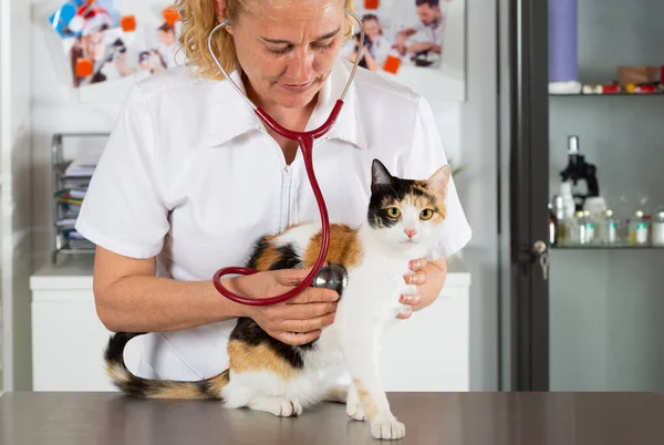 Veterinary Klinik Och Kattunge Leker Med Phonendoscope — Stockfoto