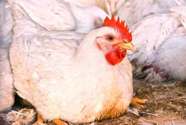 Pollos jóvenes en una granja avícola — Foto de Stock