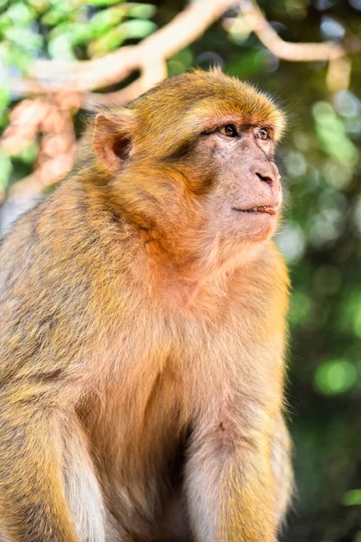 Macaco barbaro alle cascate di Ouzoud in Marocco — Foto Stock