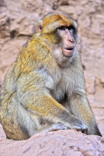 巴巴利猕猴而得名，落在 Morocc — 图库照片