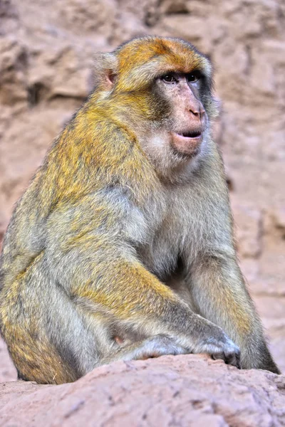 Berberaap op de Ouzoud valt in Morocc — Stockfoto