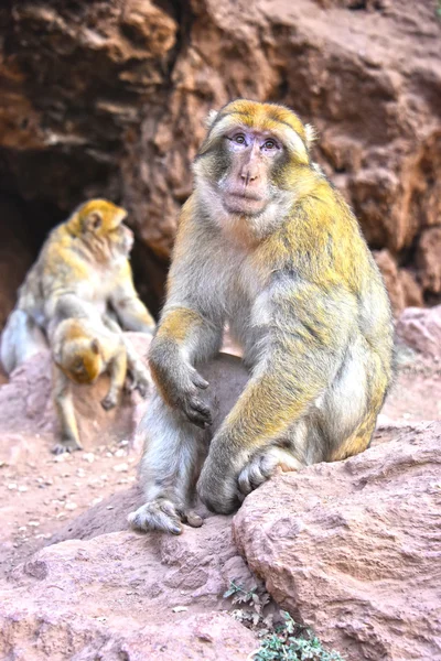 바바리 원숭이 우 조 드에서 Morocc에 빠진다 — 스톡 사진