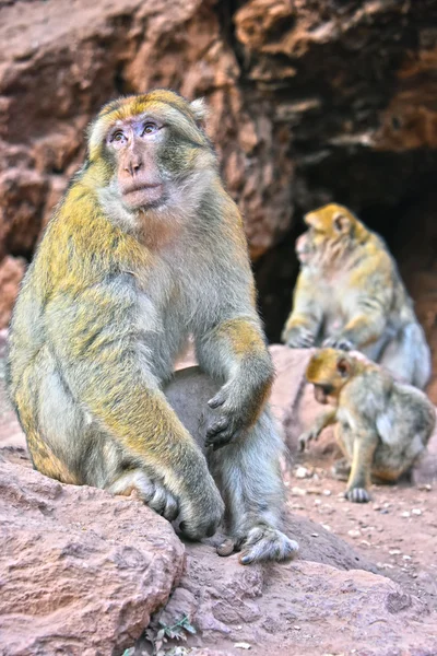 Macaco bárbaro no Ouzoud cai em marroquino — Fotografia de Stock