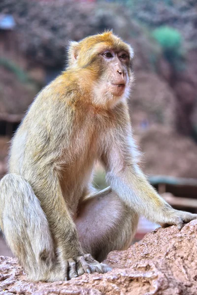 Macaco barbaro alle cascate di Ouzoud in Marocco — Foto Stock