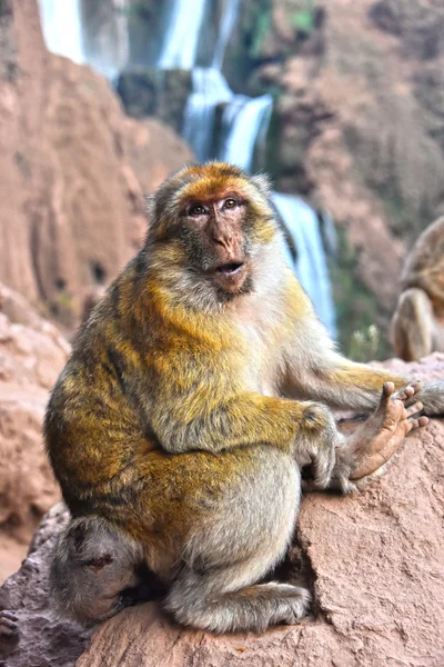 Macaco barbaro alle cascate di Ouzoud in Marocco — Foto Stock