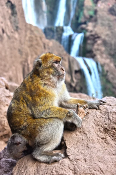 Macaco barbaro alle cascate di Ouzoud in Marocco — Foto Stock