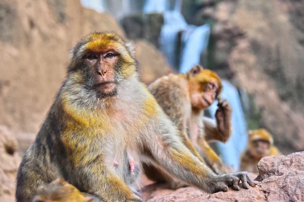 Macaco barbaro alle cascate di Ouzoud in Marocco — Foto Stock