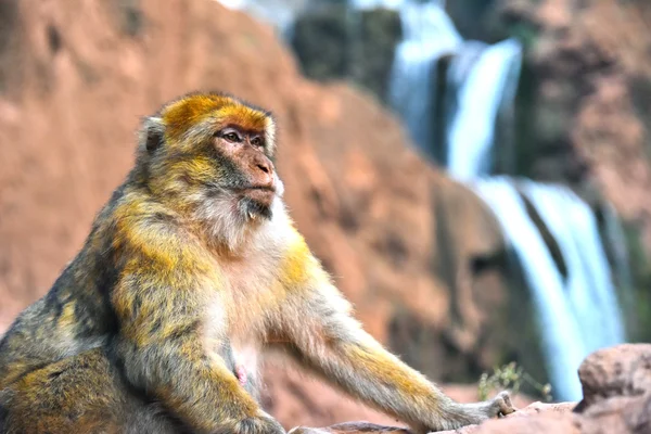 Macaco barbaro alle cascate di Ouzoud in Marocco — Foto Stock