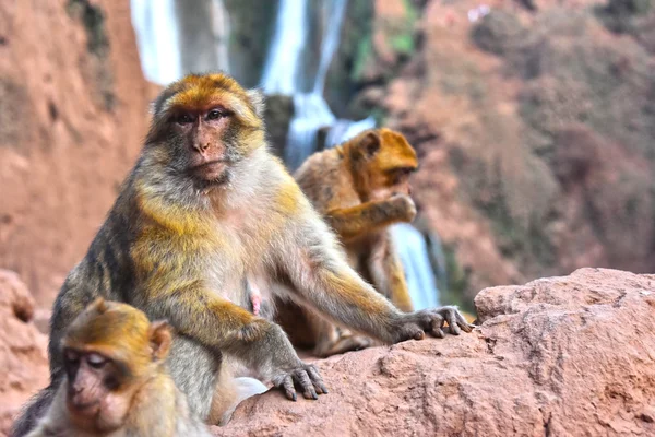 Macaco barbaro alle cascate di Ouzoud in Marocco — Foto Stock