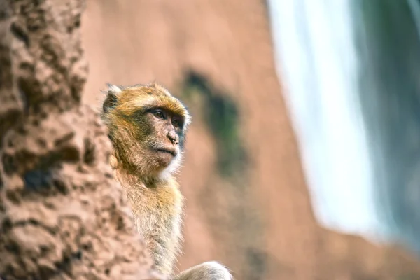 Macaco barbaro alle cascate di Ouzoud in Marocco — Foto Stock