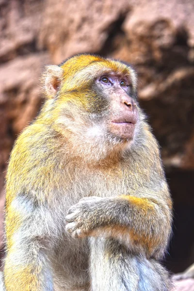 Barbary macaque at the Ouzoud falls in Morocc Stock Photo