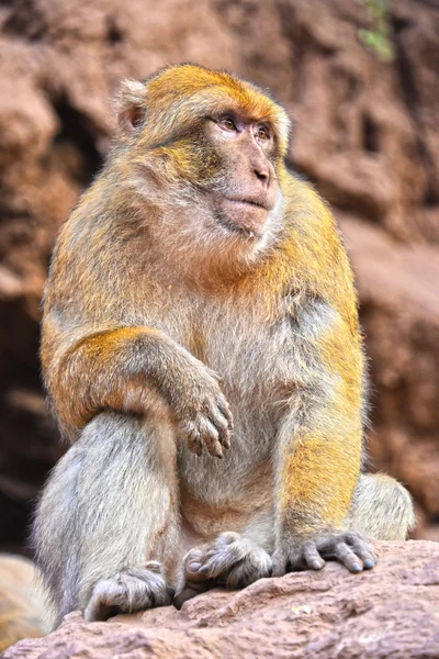 Barbary macaque at the Ouzoud falls in Morocc Royalty Free Stock Photos