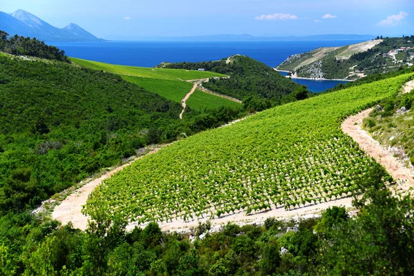 Виноградник в Далмации, Хорватия, на Адриатическом побережье — стоковое фото