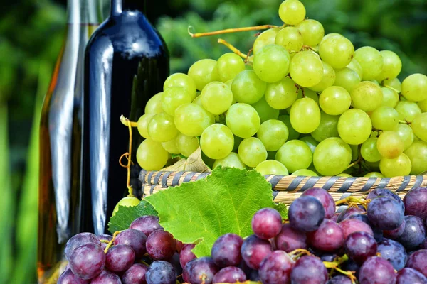 Composition with fresh grapes and bottles of wine Stock Image