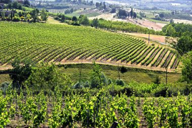 Üzüm bağları yakınındaki şehir San Gimignano, Toskana, İtalya