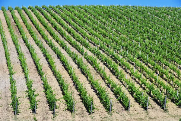 Vineyards near the city of San Gimignano, Tuscany, Italy — Stock Photo, Image
